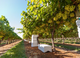 Các loại nho nổi tiếng ở Úc Cac loai nho o Uc